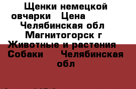  Щенки немецкой овчарки › Цена ­ 6 000 - Челябинская обл., Магнитогорск г. Животные и растения » Собаки   . Челябинская обл.